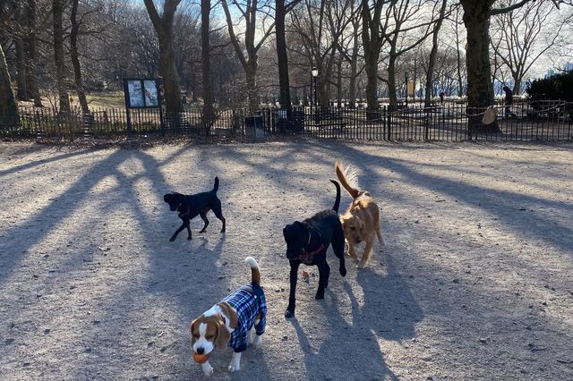 A photo of four dogs at the 105th Street Dog Run